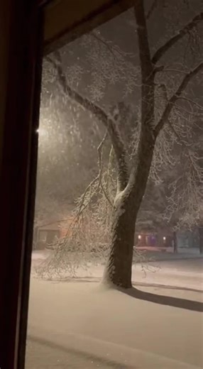 Tree explodes in snowstorm. #snowstorm2026 #snowstorm #tree #explode #fyp