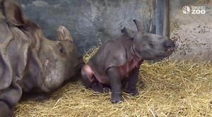 191K views · 6.6K reactions | A baby rhino has just joined the...