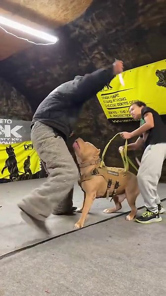 Pit bull disarms with skill—protection instincts on point