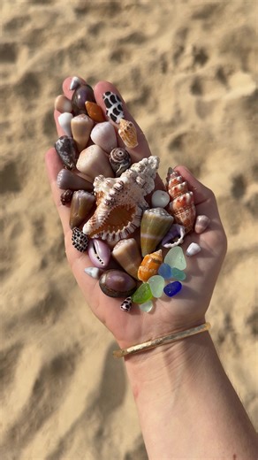 Sunday shell finds 🐚