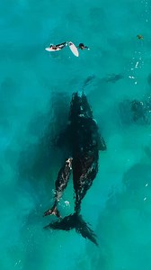 Surfers, dolphins, and a southern right whale... This ocean meetup is pretty close to magic! Help protect these magnificent creatures for generations to come. The next time you’re at the beach, waterway or wherever you are, Take 3 for the Sea and you have made a difference! 🎥trenny_m (IG) #take3forthesea #whales #ocean #plasticpollution | Take 3