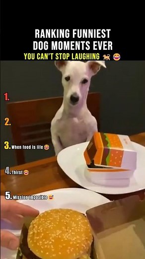 RANKING FUNNIEST DOG MOMENTS EVER 🐶😂 | Try Not to Laugh Challenge