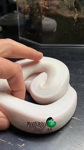 172K views · 4.4K reactions | My problem child just shed! #reels #reptiles #snake #biology #educational | The Molinaro Snake Lab | Facebook