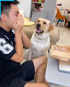 5.7M views · 294K reactions | Smart dog with many tricks  | Don Pets | Facebook