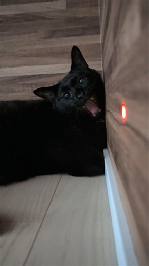 クラッキングする黒猫😺 - Cats Chattering - #shorts #s #cat