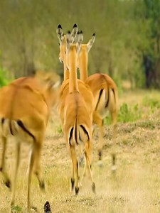 81K views · 862 reactions | Cheetah | Animals Z | Facebook