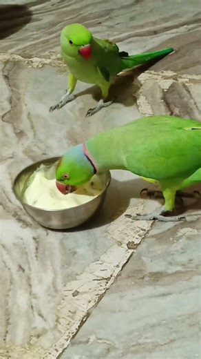 Cute parrot eating ice-cream #nonstoptalkingparrot #birds #mithukibatain #funny #talkingparot