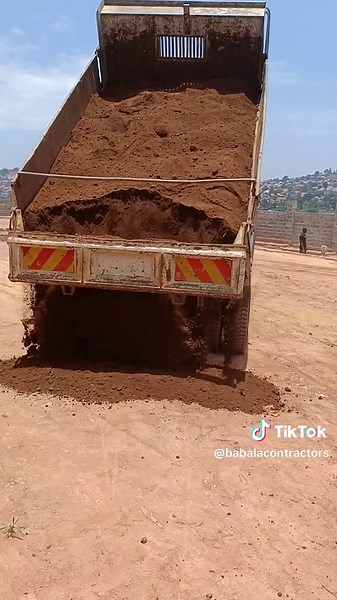 Palm Planting Preparation Tips for Landscape Design