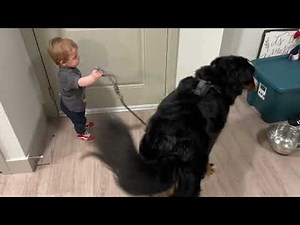Baby Takes Bernese Mountain Dog On A Walk