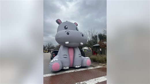 Hutto hippos: How one city is celebrating World Hippo Day
