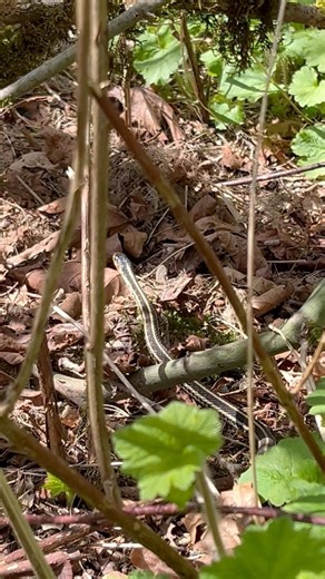 look at￼ this little garter snake slithering through the bushes!