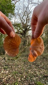 Winter Mushrooms 🍄 🥶 #foraging #mushrooms | Forage For Knowledge