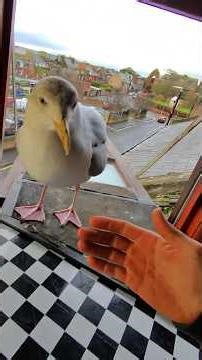 Addressing My Pet Seagulls Hate Comments!