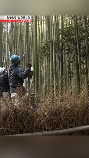 Popular Kyoto tourist site cuts bamboo stalks in response to graffiti | NHK WORLD-JAPAN