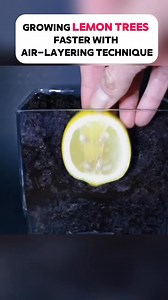 This is how you can grow a lemon tree quickly 🎯 | Regenerative AGRI Projects