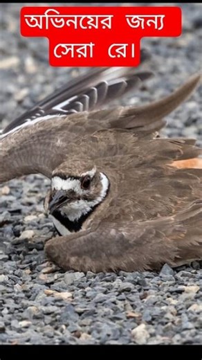 Killdeer Bird: The Master of Fake Injury Trick | Amazing Bird Facts#shorts #birds #acting #wildlife