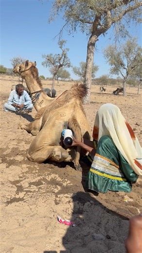 سر من أسرار الصحراء لا يعرفه إلا البدو عندما يضع الصبي مادة سوداء على جمله لتبريده