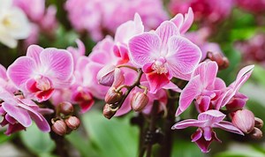 Simple task to ‘encourage’ your ‘delicate’ orchid to ‘re-bloom’