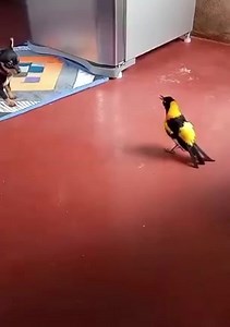 LoL 😂😂😂 | Animal World