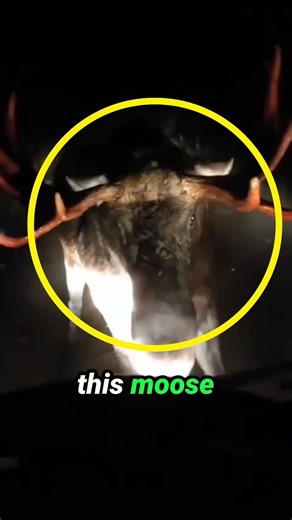 Why you should never TRUST A moose