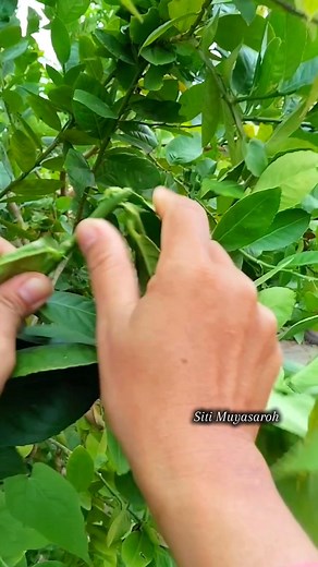 Multiply plants using recycled bottles ♻️🌳 #airlayering #propagation #plant #reels #gardener #greenthumb | Siti Muyasaroh