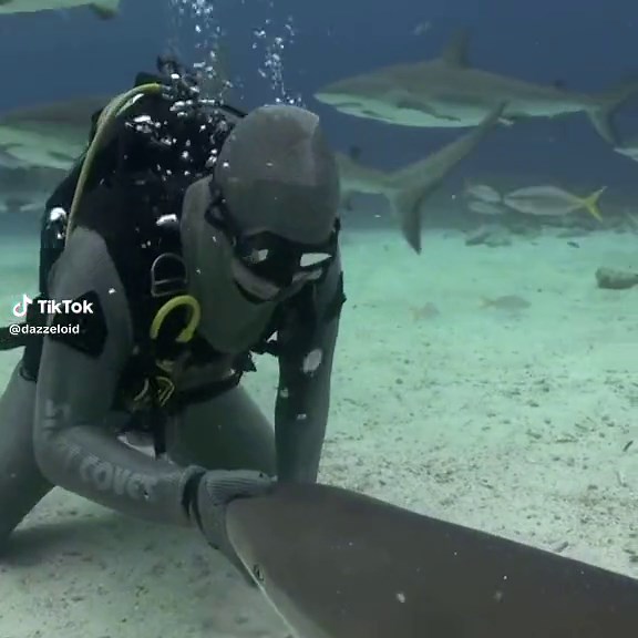 Shark Rotation Videos Compilation