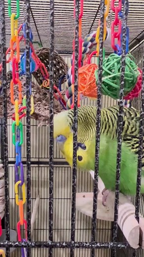 I just a bird - Boba the Budgie - talking parakeet #talkingbudgie #talkingparakeet #budgiesounds #petbird #budgies #budgiesoftiktok #budgie #petvideostiktok #petvideos #parakeet #parakeetsoftiktok #petsfyp #fyp