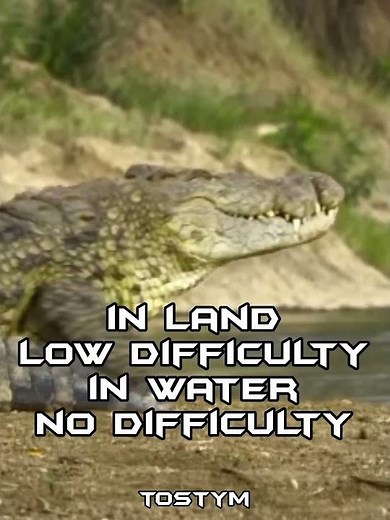 gorilla vs lion . gorilla vs tiger. gorilla vs bear. gorilla vs crocodile