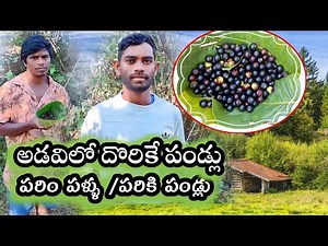parim pallu|pariki pandlu|tribal wild fruits Telugu|#telugu