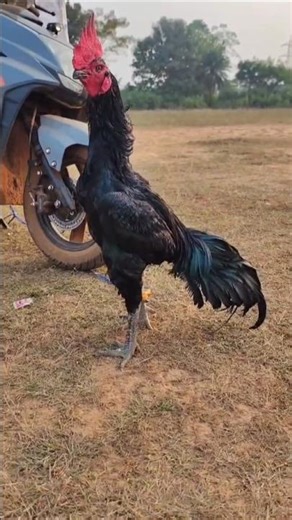 The top 10 aseel breeds you should know about #aseelmurga