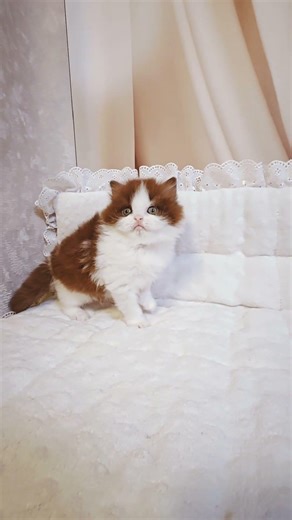 Diamond British Longhair Cinnamon Male