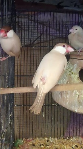 Fawn Java pair with chicks