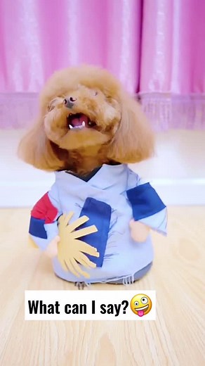 Coco the Talking Dog: Funny and Cute Moments Caught on Camera