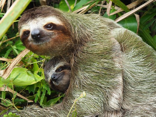 13 Countries and Rainforests Where Most Wild Sloths Live