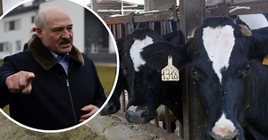 Pomór bydła na Białorusi, szaleje groźna choroba. Zmarło 202 tys. krów