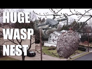 Paper Wasp Nest Drone View (DJI Mavic Pro)