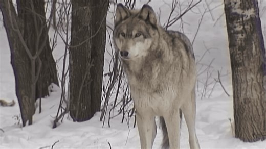 Grey Wolves could be removed from the Endangered Species list