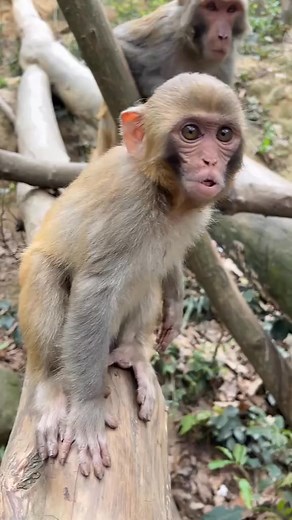 Little silly child #Monkey | Monkey Baby