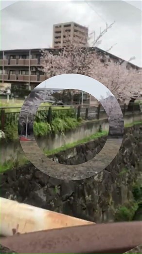 【日本の桜名所100選】ホテルから30分で行ける名古屋市内の桜の名所 #日本の川#ふるさとの川#さくら名所100選#瑞穂区役所