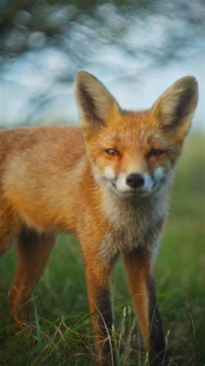 From folklore to modern-day favorites, foxes have always stood out. 🦊 Our fox statues are inspired by their intelligence, elegance, and quiet charm — a beautiful way to bring a touch of the wild into your space. ✨ On sale now - https://f.mtr.cool/wboxizyzss #FoxStatue #HomeDecor #AnimalLovers #NatureInspired #DecorInspo #HiLineGift | Hilinegift