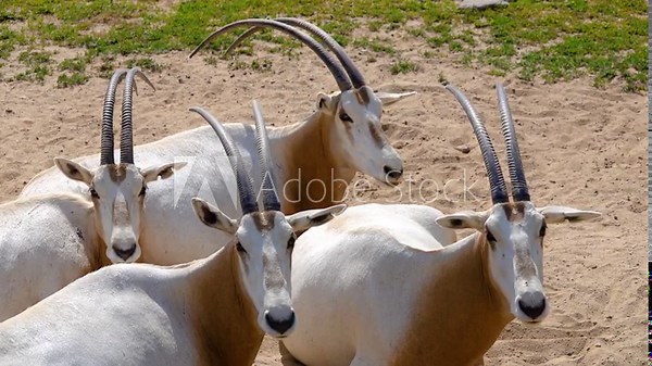 Scimitar oryx or scimitar-horned oryx (Oryx dammah, Sahara or algazel), is once widespread across North Africa which went extinct in wild in 2000.