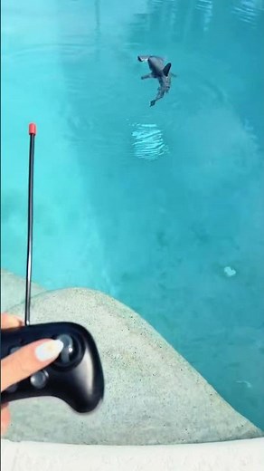 Remote Control Hammerhead Shark for Pool Fun & Thrills! #RCShark #PoolFun
