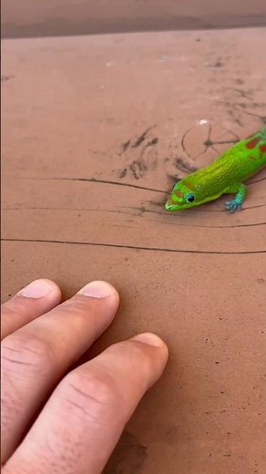 Day gecko facts you didn’t know #gecko #lizard #reptile #funnyanimals #cuteanimals #funnyshort