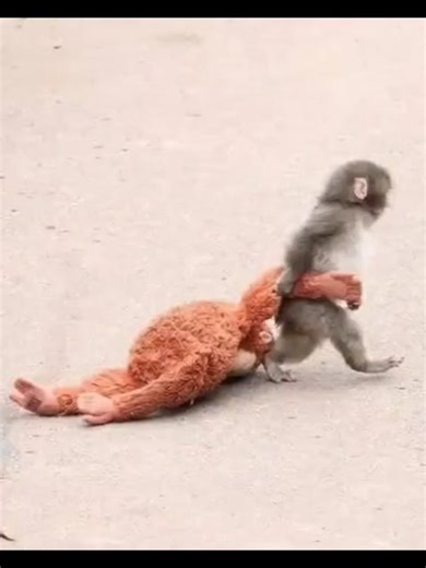 #PunchyTheMonkey #MonkeyFight #FunnyMonkey #AnimalAnimation #EpicComeback 🐒🔥 PUNCHY THE MONKEY IS BACK… AND HE’S NOT PLAYING AROUND! 🔥🐒 You asked. He trained. He returned. Punchy the Monkey is officially BACK and this time he’s fiercer, faster, and funnier than ever! 💥 From wild jungle showdowns to hilarious knockout moments, Punchy is ready to throw paws and steal the spotlight again. Will he reclaim his crown? 👑 Will the jungle survive? 🌴 There’s only one way to find out… 👉 WATCH UNTIL