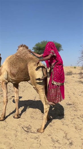 في أول صباح بعد الزواج… عروس بدوية تقوم بعادة مذهلة بذيل الجمل – مشهد انتشر في العالم