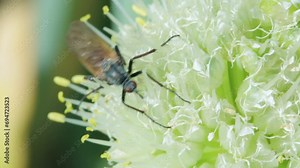 A fly with a long proboscis feeding on the nectar of a flower
