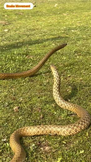 Stay Safe: Rat Snake Warning Behavior Explained #snakevideo #natureeducation