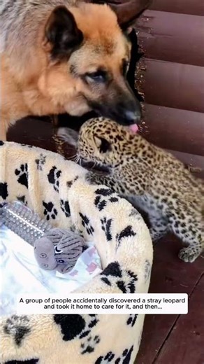 A group of people accidentally discovered a stray leopard and took it home to care for it, and then.
