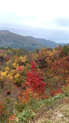 鳴子観光ホテル 🍁【鳴子峡】🍁 10月31日現在 午前中に行ってきました📷 天気は曇り空でしたが、鳴子峡の紅葉は見頃を迎えています♪ 天気の影響なのか観光客の方は少なめでしたが、紅葉はとっても綺麗でした😍 #鳴子観光ホテル #鳴子峡 #鳴子温泉#紅葉 | 鳴子観光ホテル