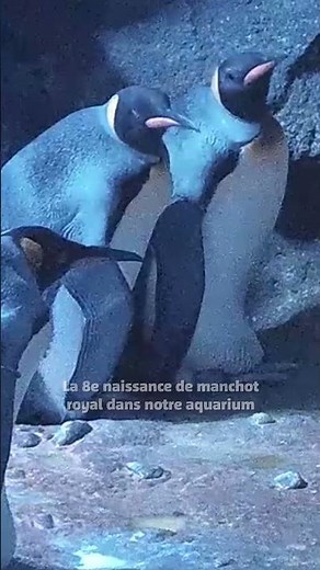 🐣Un bébé manchot royal a vu le jour dans notre manchotière🐣